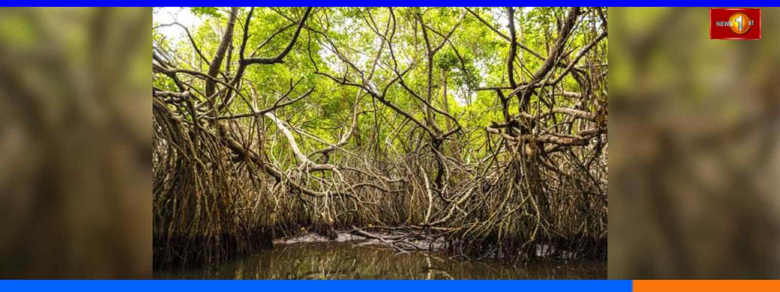 කඩොලාන පරිසර පද්ධති සුරැකීමේ දිනය අදයි...